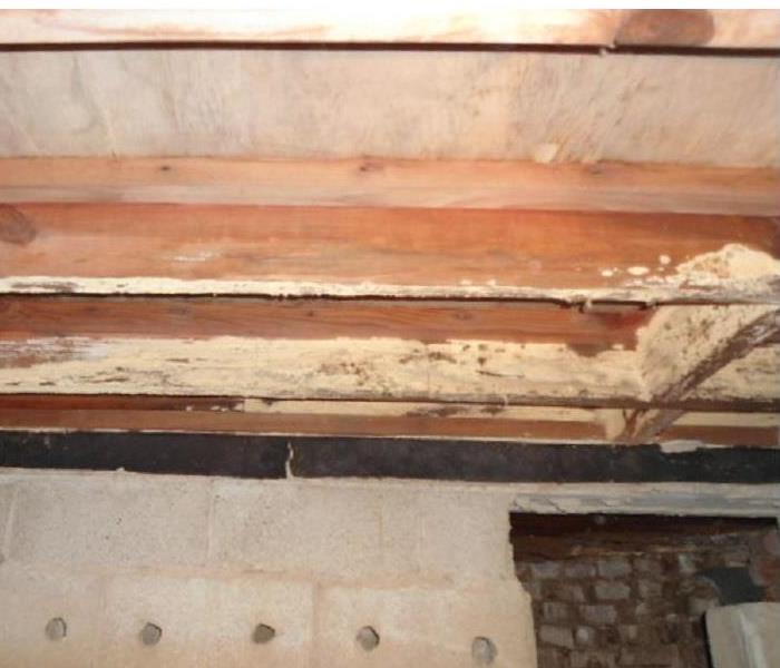 Evidence of mold in basement