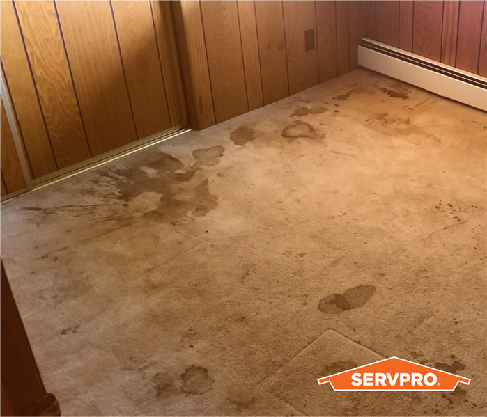 water stains on a carpet, beige carpet in a 1970s built house, wood paneling walls, orange servpro logo in corner